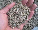 Lên đời cho cà phê Arabica